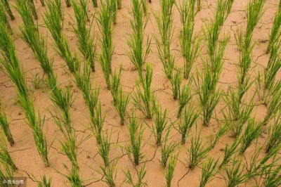 ​旱稻的产量怎么样（旱稻种植时间和方法）