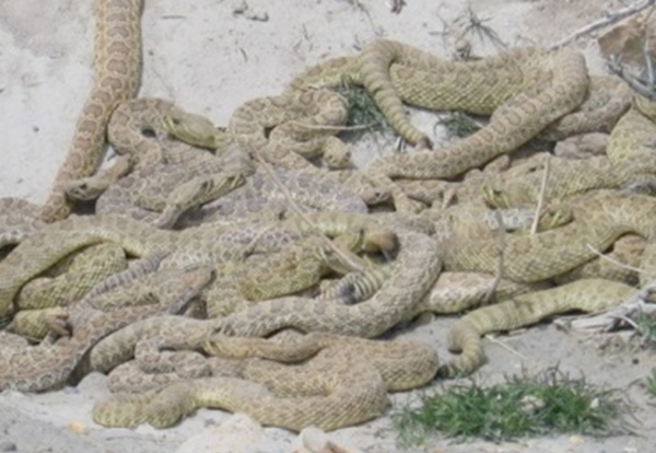 极刑是怎样实行的?盘古十大最恐惧的极刑办法