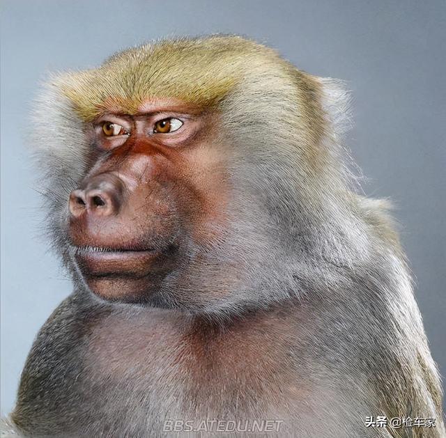 新旧款迈腾对比（四驱迈腾当年新车43万）(24)