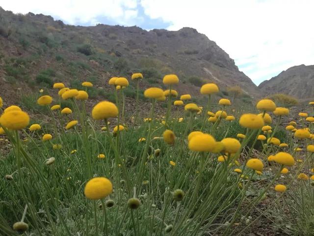记录生活的点点滴滴留下美好记忆(每日拾花四)(7)