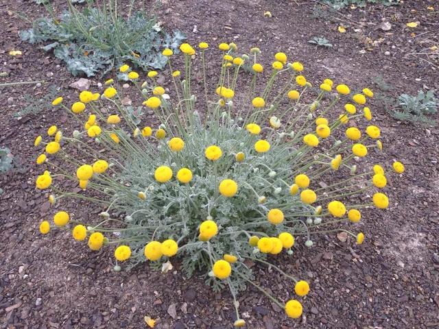 记录生活的点点滴滴留下美好记忆(每日拾花四)(11)