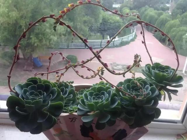 记录生活的点点滴滴留下美好记忆(每日拾花四)(2)