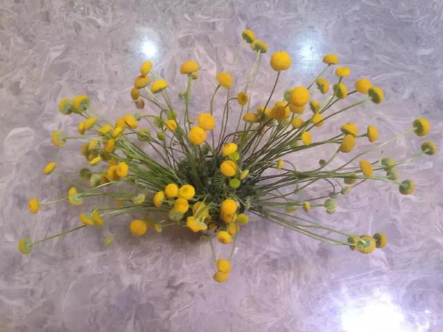 记录生活的点点滴滴留下美好记忆(每日拾花四)(10)