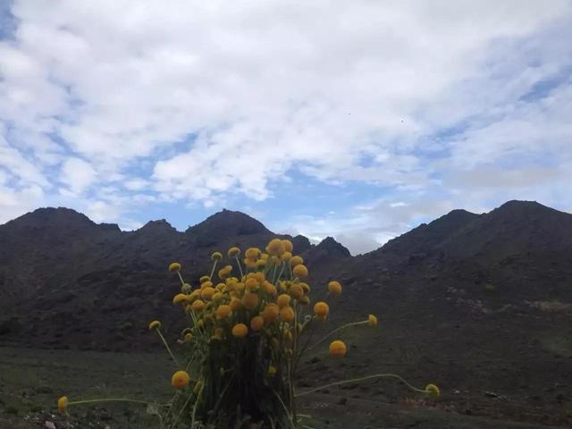记录生活的点点滴滴留下美好记忆(每日拾花四)(9)
