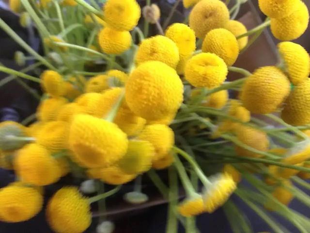 记录生活的点点滴滴留下美好记忆(每日拾花四)(12)