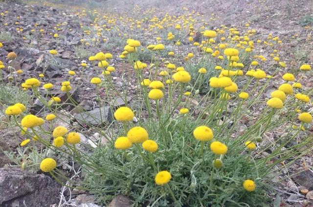 记录生活的点点滴滴留下美好记忆(每日拾花四)(3)