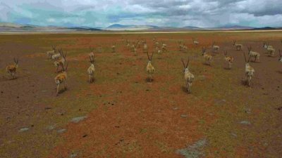 ​英国大卡车藏尸案（检察官的车中弹了）