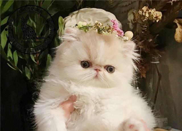 猫瘟的症状是什么样的(猫瘟有哪些症状)(2)