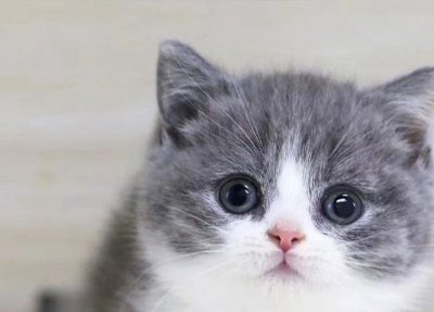 ​猫瘟的症状是什么样的（猫瘟有哪些症状）