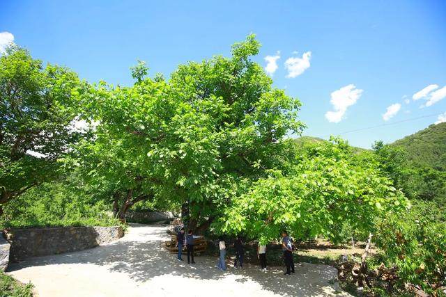 50km桃花坞取景地哪里(五十公里桃花坞为什么在这个村拍摄)(6)