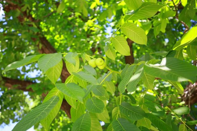 50km桃花坞取景地哪里(五十公里桃花坞为什么在这个村拍摄)(7)