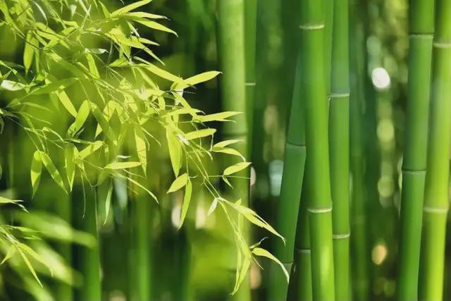 竹子的寓意和象征(竹子的寓意是什么)