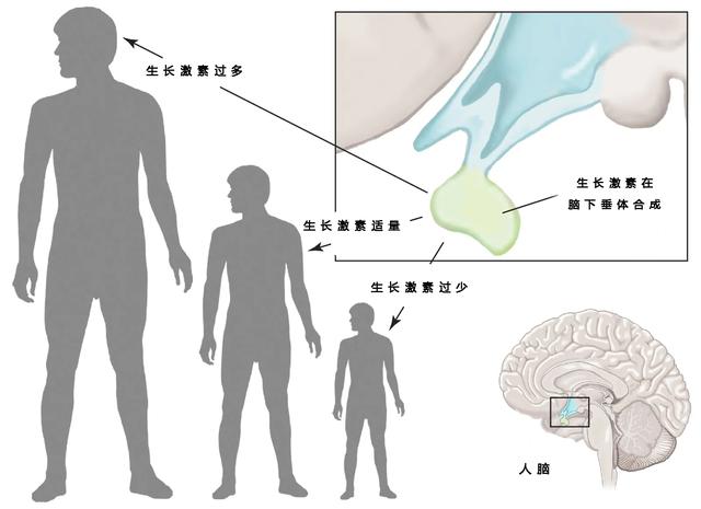 姚明女儿现在10岁身高（姚明女儿基因强大）(7)