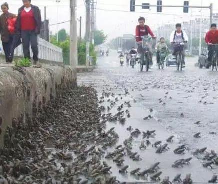 发生地震前都会有哪些征兆(这才是地震前的征兆)(4)