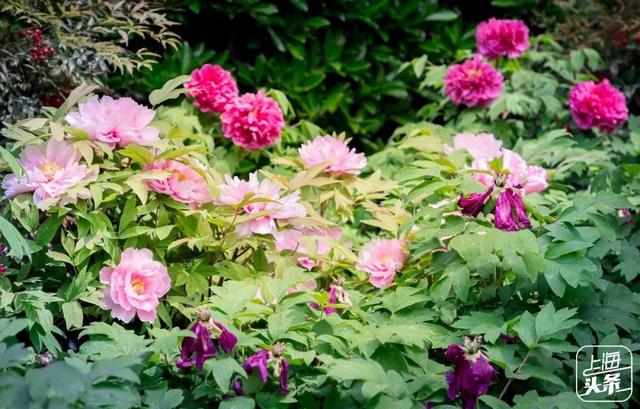 上海一日游最佳景点自由行(上海适合一日游的100个景点)(97)