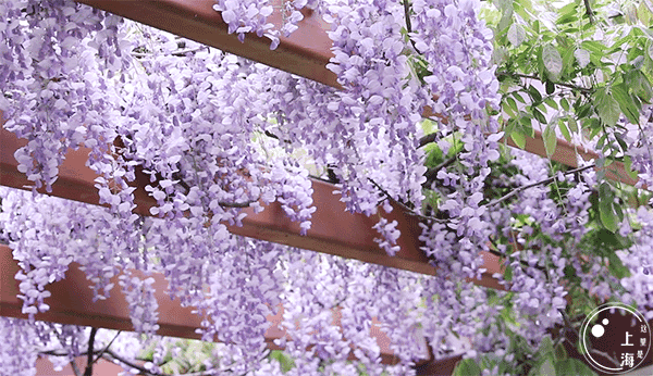 上海一日游最佳景点自由行(上海适合一日游的100个景点)(87)