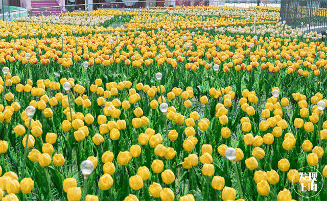 上海一日游最佳景点自由行(上海适合一日游的100个景点)(112)