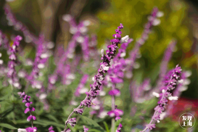 上海一日游最佳景点自由行(上海适合一日游的100个景点)(98)