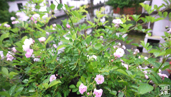 上海一日游最佳景点自由行(上海适合一日游的100个景点)(21)