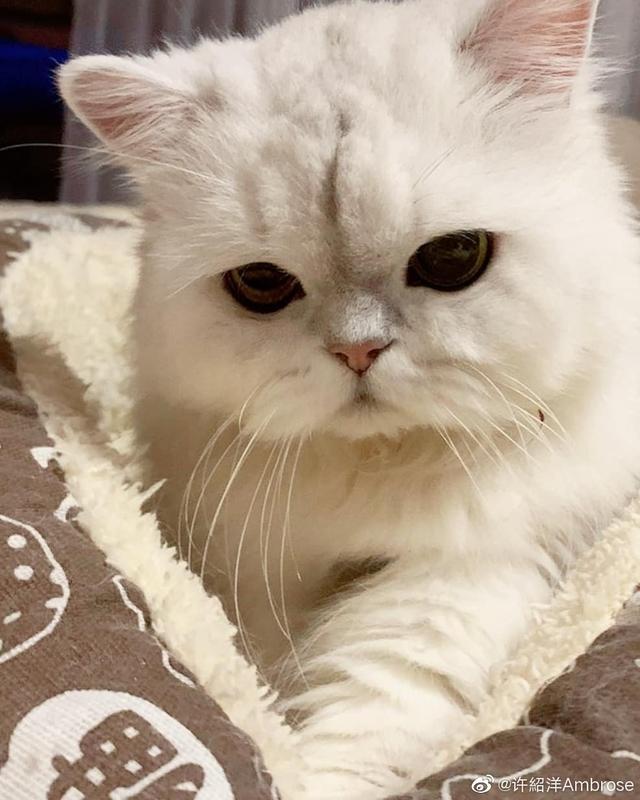 许绍洋和前女友（还记得海豚湾恋人的许绍洋吗）(49)