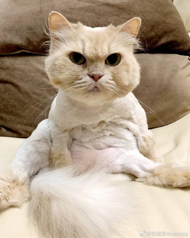 许绍洋和前女友（还记得海豚湾恋人的许绍洋吗）(50)