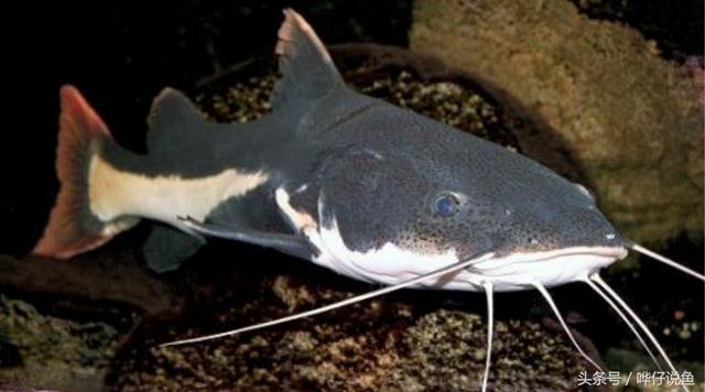 养招财猫鱼技巧（三分钟教你认识鱼缸中的无敌吃货）(4)