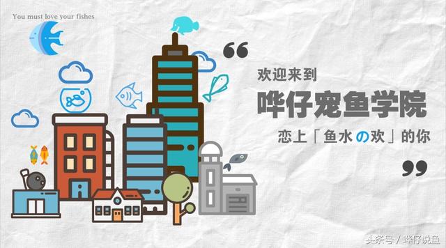 养招财猫鱼技巧（三分钟教你认识鱼缸中的无敌吃货）(1)