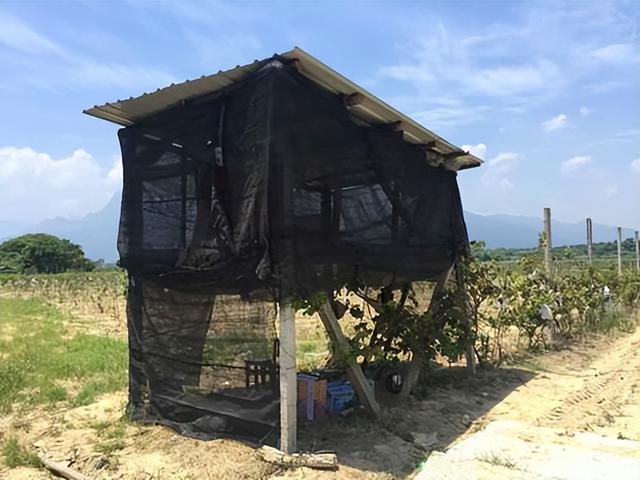 四大金刚砸车(手持U型锁猛砸日系车并重伤车主的青年蔡洋)(13)