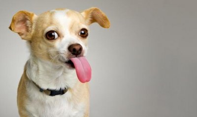 ​想养狗狗吗？新手养狗的具体攻略