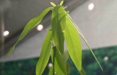 ​跳舞草为什么会跳舞？（跳舞草会跳舞的原因）