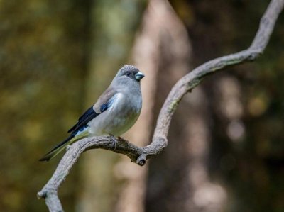 ​灰雀是什么（灰雀介绍）