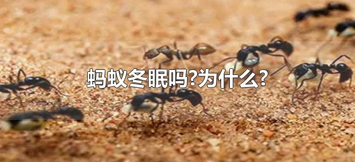 蚂蚁冬眠吗?为什么?