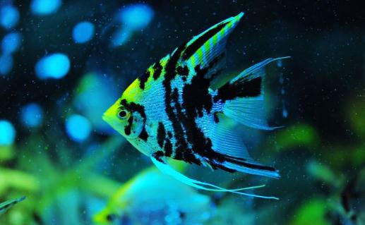 大神仙鱼的简介-大神仙鱼怎么养?