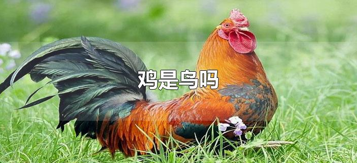 鸡是鸟吗