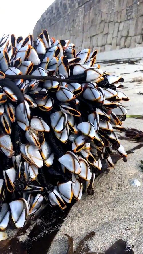 鹅颈藤壶是什么东西(鹅颈藤壶的形状习性)