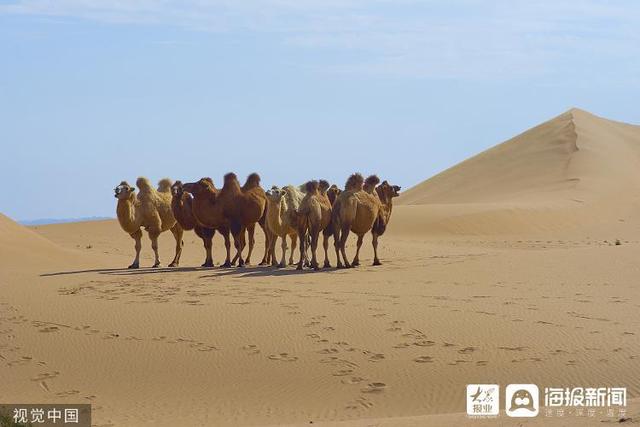 演员于月仙车祸现场撞到了骆驼（演员于月仙车祸公路增设移动测速监控）(2)