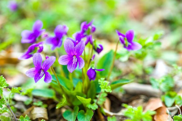 家里养的草本花卉有哪些品种（介绍500种草本花卉）(29)