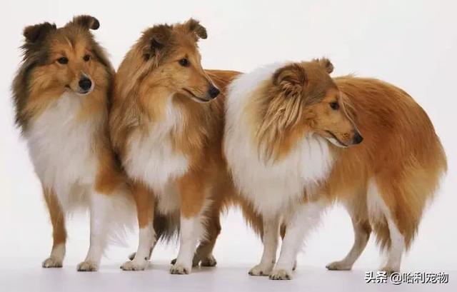 狗狗的智商排名前20(狗狗智商排名前10名)(7)