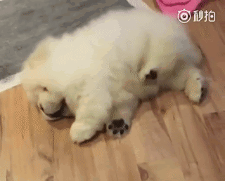 狗狗的智商排名前20(狗狗智商排名前10名)(18)