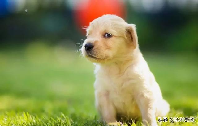 狗狗的智商排名前20(狗狗智商排名前10名)(1)