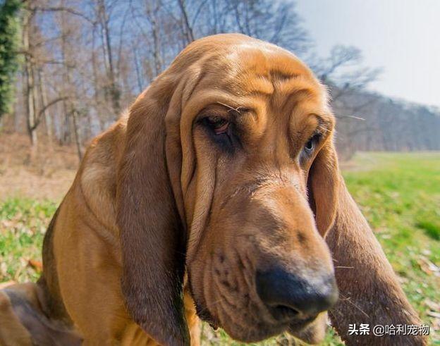 狗狗的智商排名前20(狗狗智商排名前10名)(16)