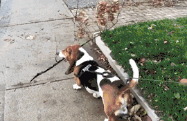 狗狗的智商排名前20(狗狗智商排名前10名)(12)