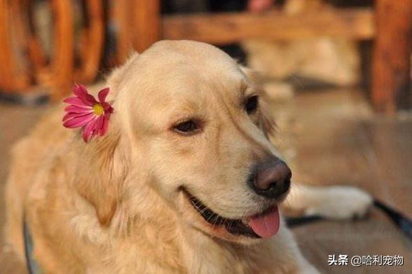 狗狗的智商排名前20(狗狗智商排名前10名)(8)