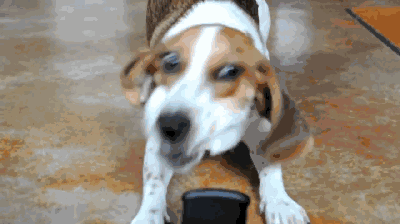 狗狗的智商排名前20(狗狗智商排名前10名)(14)