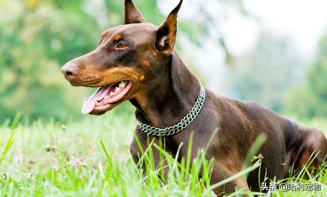 狗狗的智商排名前20(狗狗智商排名前10名)(6)