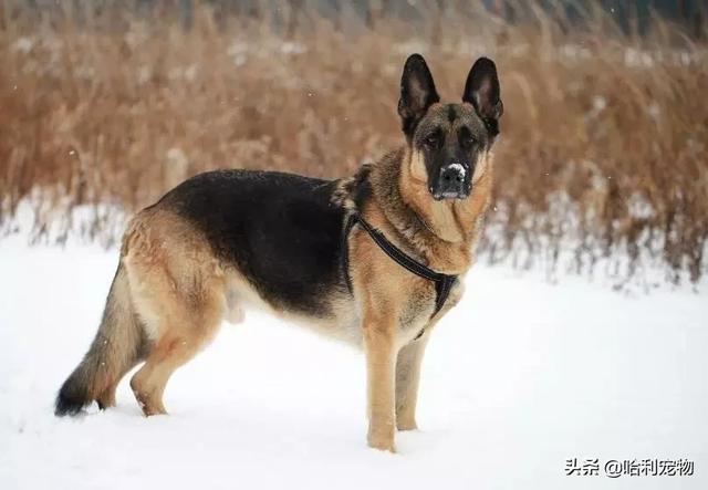 狗狗的智商排名前20(狗狗智商排名前10名)(4)