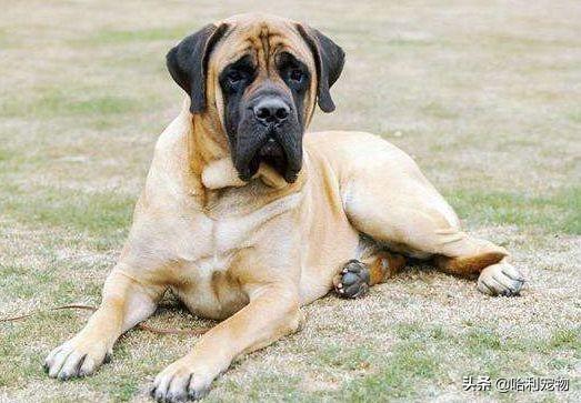 狗狗的智商排名前20(狗狗智商排名前10名)(13)