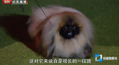 狗狗的智商排名前20(狗狗智商排名前10名)(15)