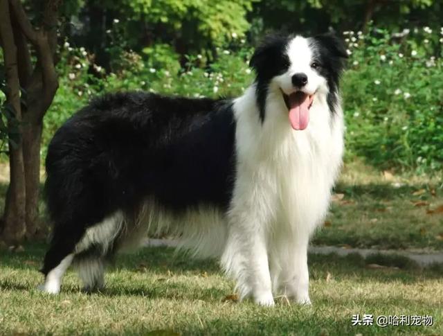 狗狗的智商排名前20(狗狗智商排名前10名)(2)