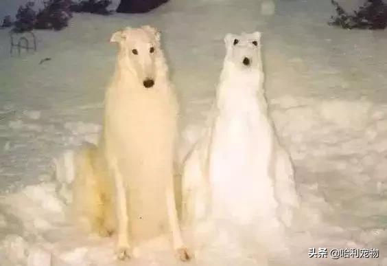 狗狗的智商排名前20(狗狗智商排名前10名)(17)